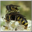 Ectemnius lapidarius - Grabwespe 03 8-12mm Paarung.jpg